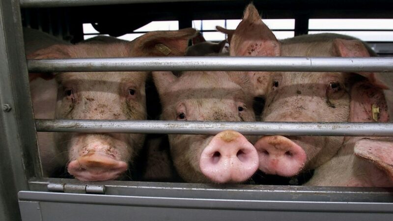 Tiere: Zehn Schweine sterben bei Unfall mit Tiertransporter