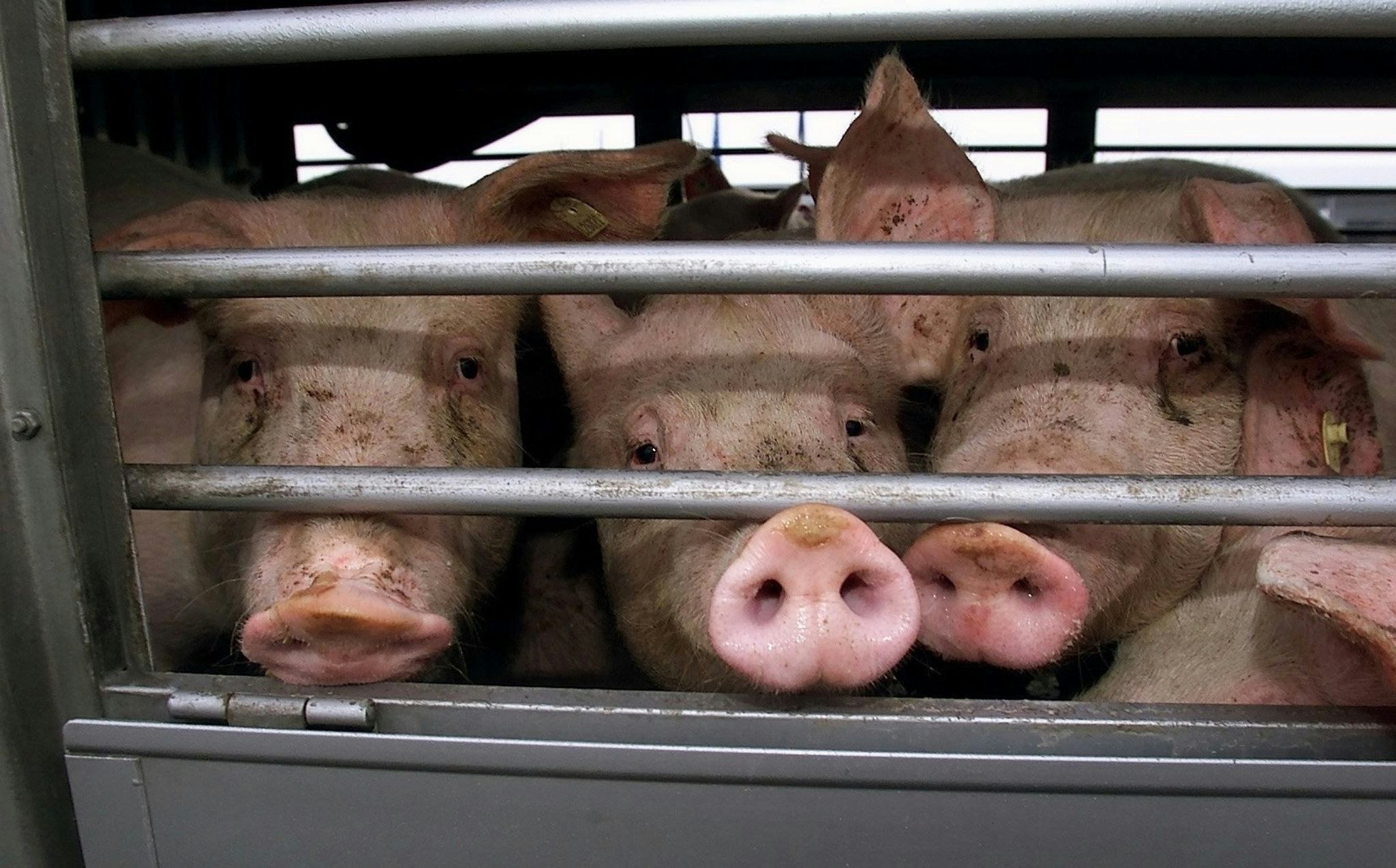 Tiere: Zehn Schweine sterben bei Unfall mit Tiertransporter