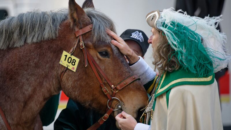 „Manche sind nervöser als andere“: So lief die Kontrolle der Pferde an Rosenmontag