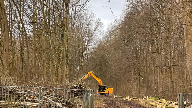 Baumfällungen in Köln: Rhein-Energie baut Leitung im Weißer Bogen in Rodenkirchen