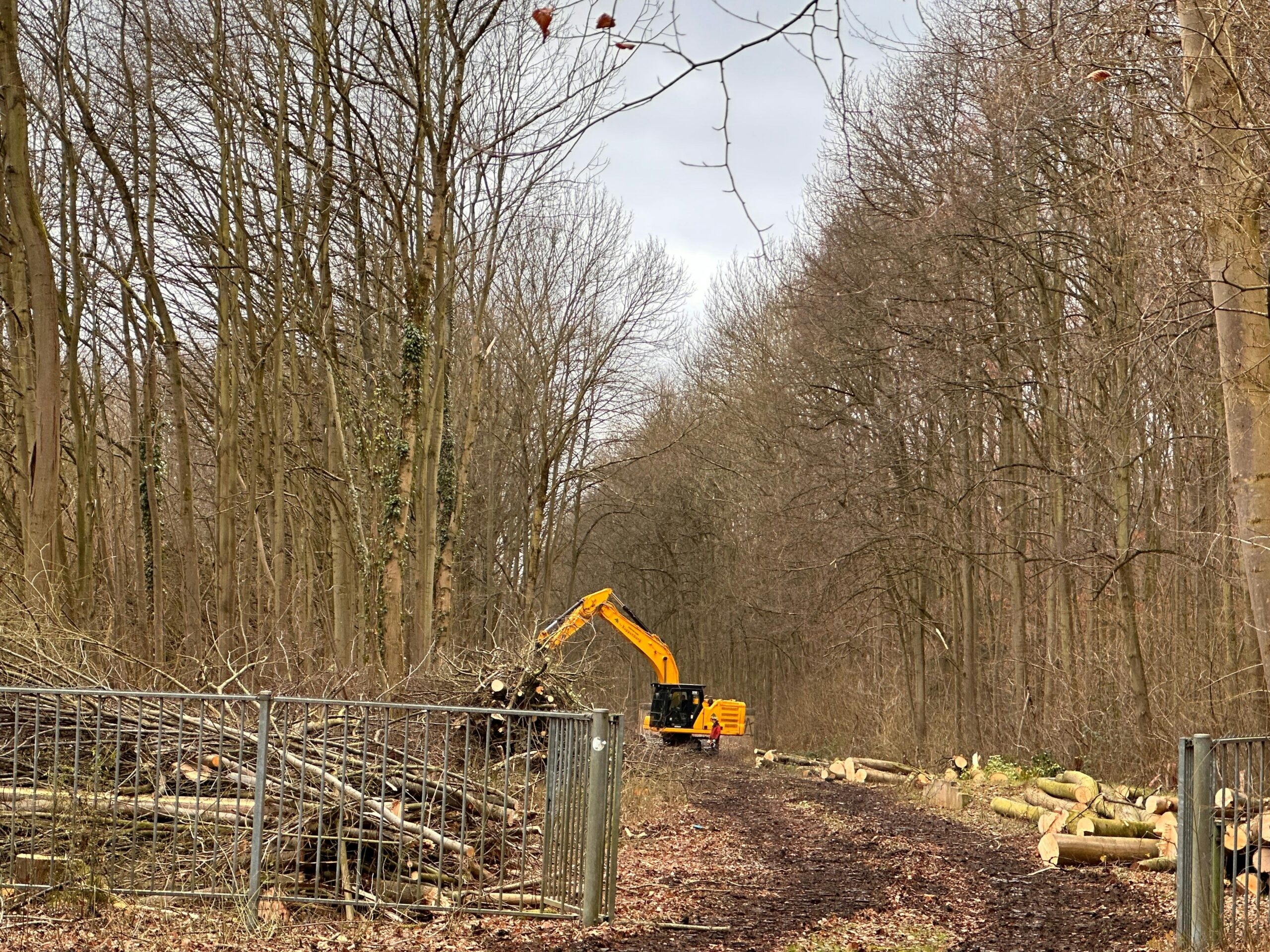 Baumfällungen in Köln: Rhein-Energie baut Leitung im Weißer Bogen in Rodenkirchen