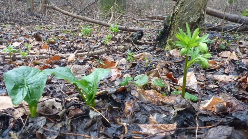 Die Natur erwacht: Erste Frühlingsboten säumen den Pulheimer Bach