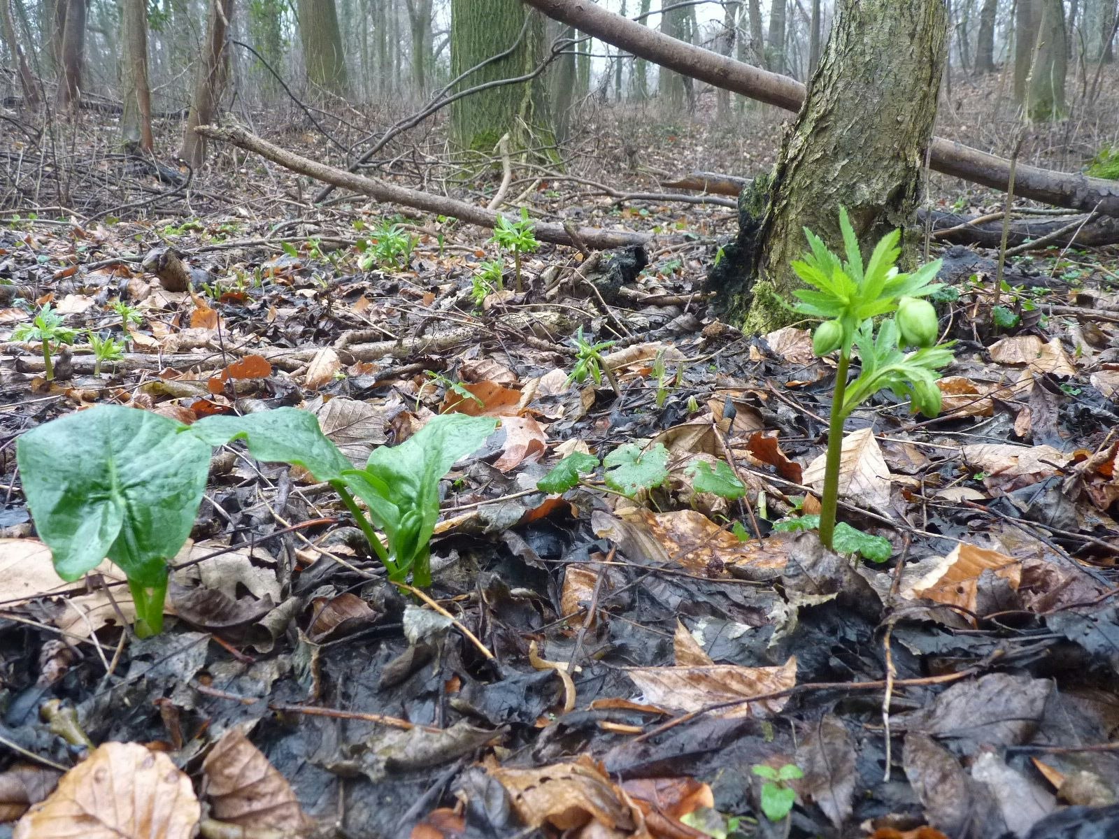 Die Natur erwacht: Erste Frühlingsboten säumen den Pulheimer Bach