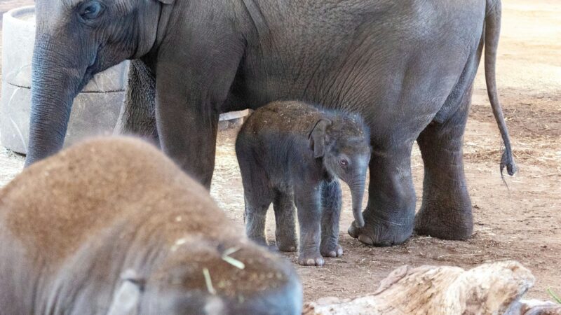 Kölner Zoo: Elefant Marlar bringt Jung-Elefanten zur Welt