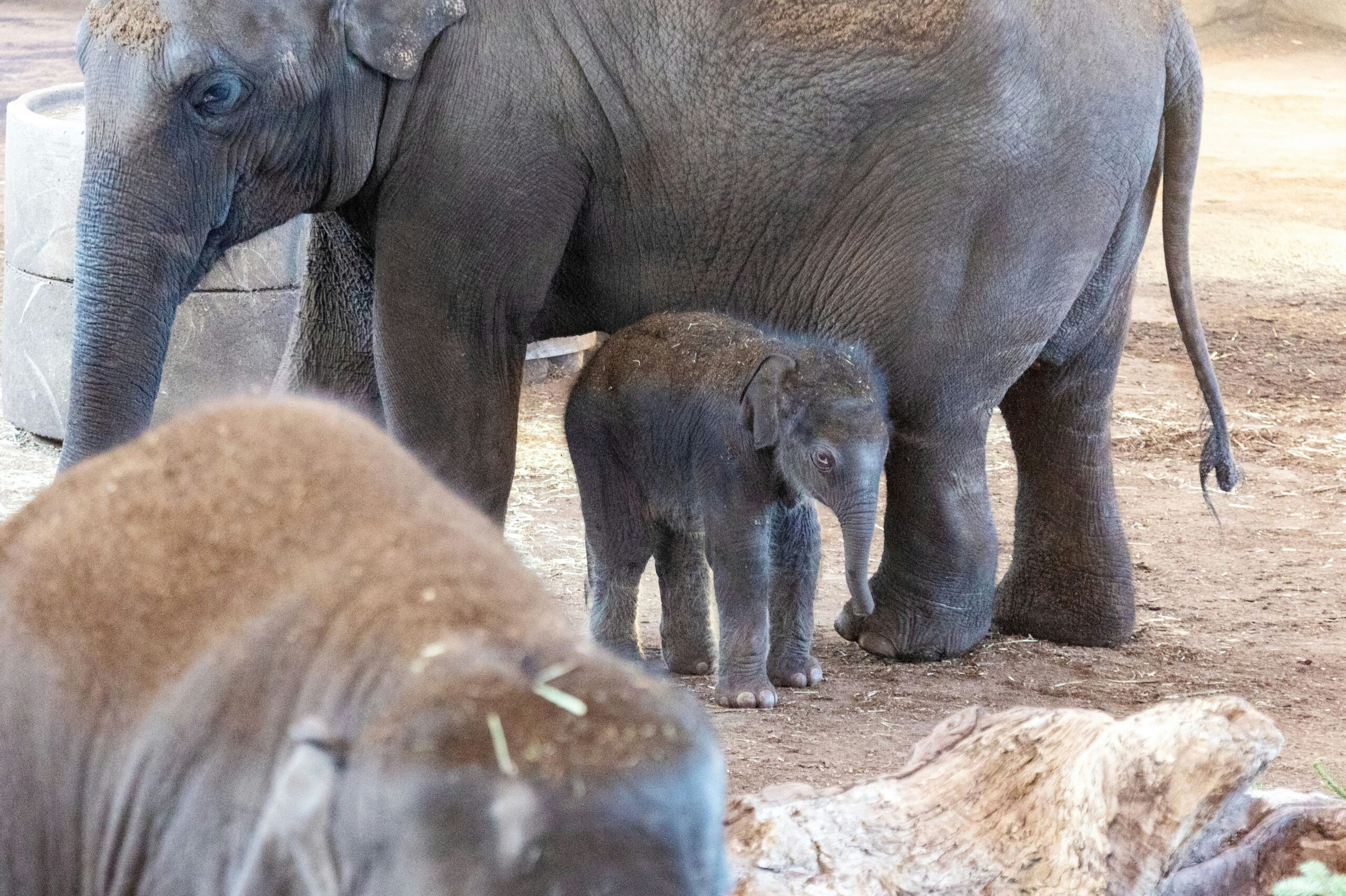 Kölner Zoo: Elefant Marlar bringt Jung-Elefanten zur Welt