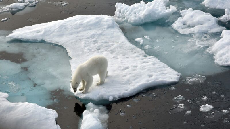 Weltweit drittwärmster Februar: Globales Meereis schrumpft auf Rekordtief – Experten warnen vor Auswirkungen