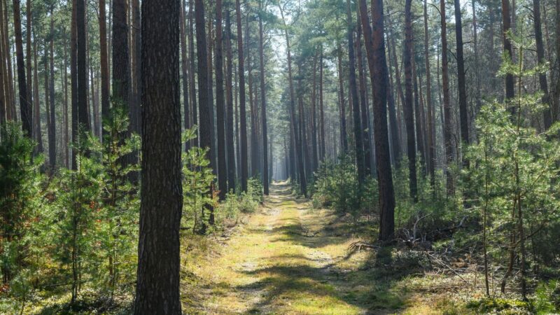 Waldbrandsaison: „Nicht im Wald rauchen“ – Gefahr von Waldbränden ist hoch