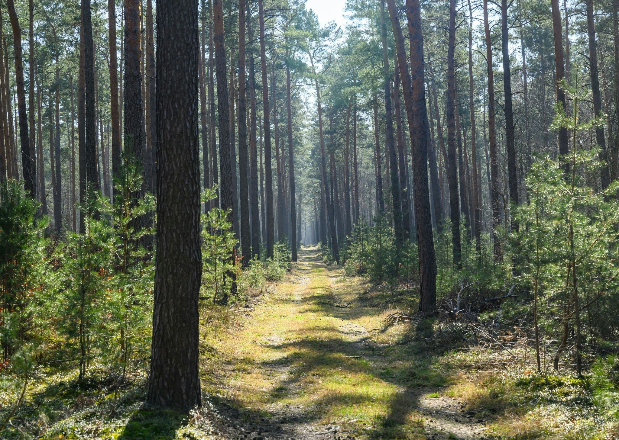 Waldbrandsaison: „Nicht im Wald rauchen“ – Gefahr von Waldbränden ist hoch