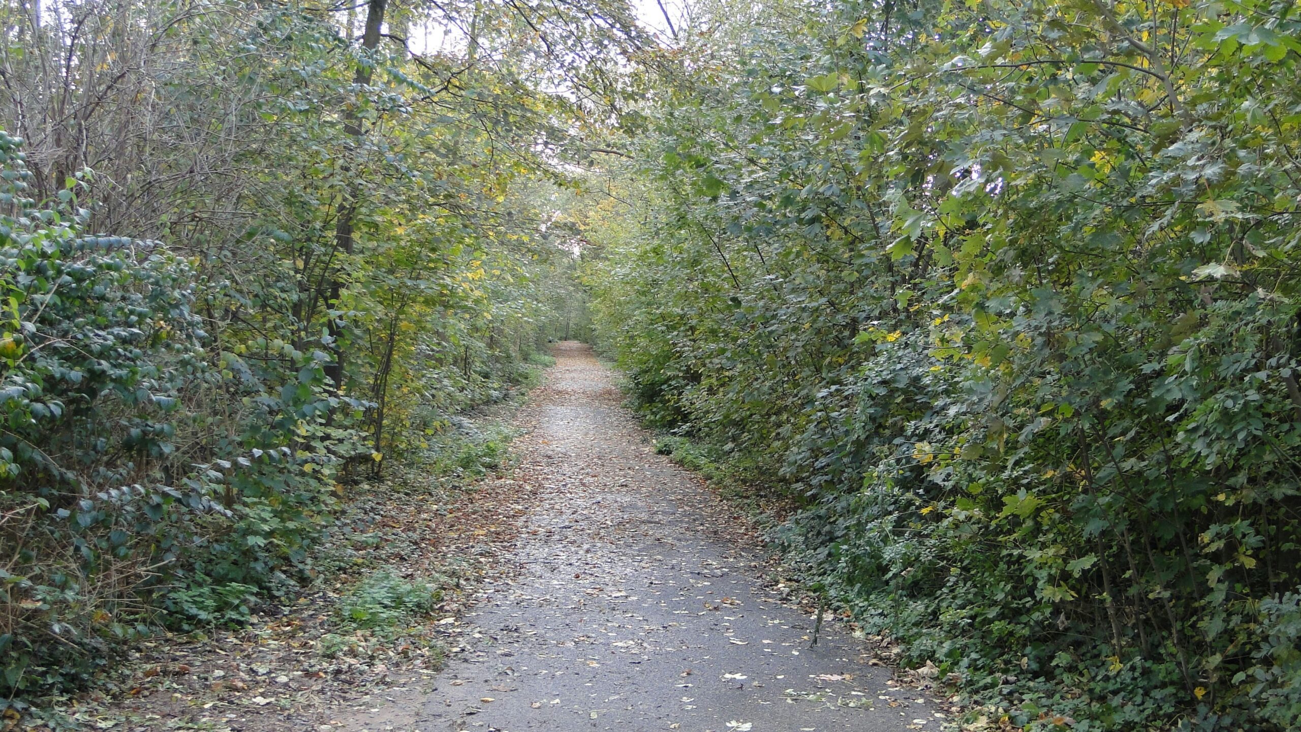 Chorweiler: Waldweg in Heimersdorf seit zwei Jahren ohne Beleuchtung – Bezirksvertretung hakt nach