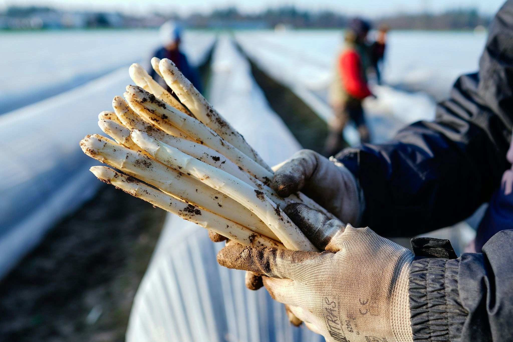 Saisonbeginn: Spargel aus NRW wird voraussichtlich nicht teurer