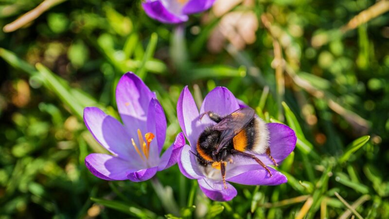 Wettervorhersage: Frühlingshafter Sonntag bringt bis zu 20 Grad