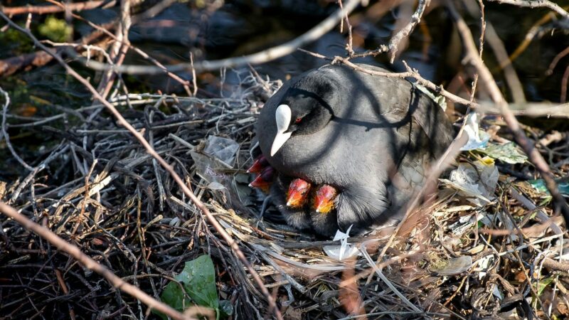 Studie aus Amsterdam: Verpackungen von 1994 – Blässhühner recyceln Plastik