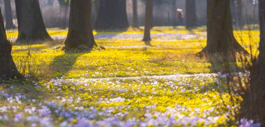 Wetter in Deutschland: Sonniges Frühlingswetter mit bis zu 20 Grad erwartet