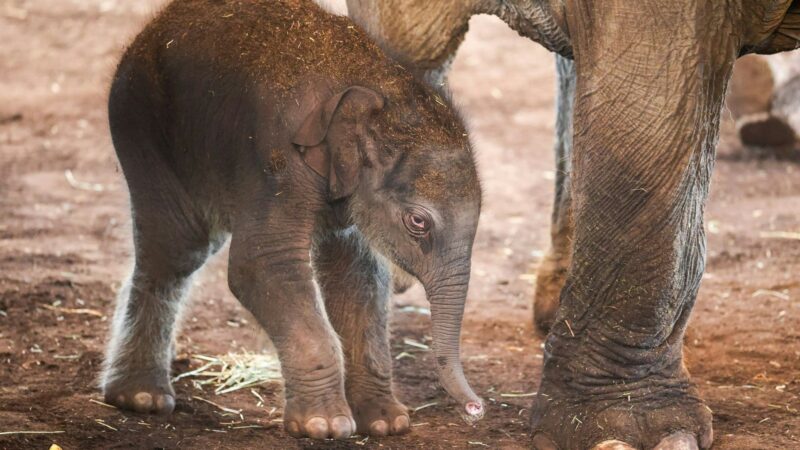 Nachwuchs: Elefant Marlar bringt Jung-Elefanten zur Welt