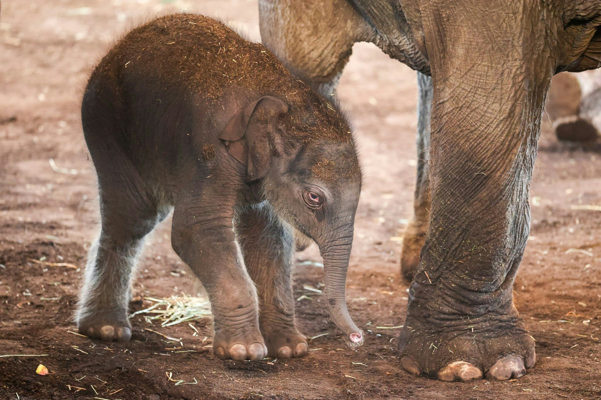 Nachwuchs: Elefant Marlar bringt Jung-Elefanten zur Welt